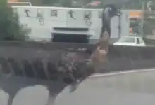 Emu foi encontrado em uma residência de Campo Grande após ser visto correndo entre veículos na Zona Oeste do Rio.
