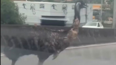 Emu foi encontrado em uma residência de Campo Grande após ser visto correndo entre veículos na Zona Oeste do Rio.