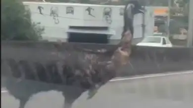 Emu foi encontrado em uma residência de Campo Grande após ser visto correndo entre veículos na Zona Oeste do Rio.